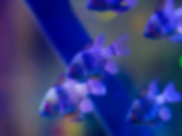 Turismo em Montreal: guia completo